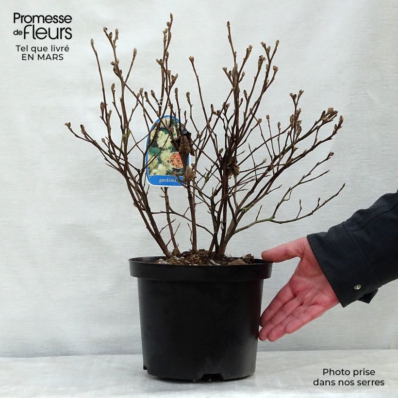 Spécimen de Fothergilla gardenii tel que livré au printemps