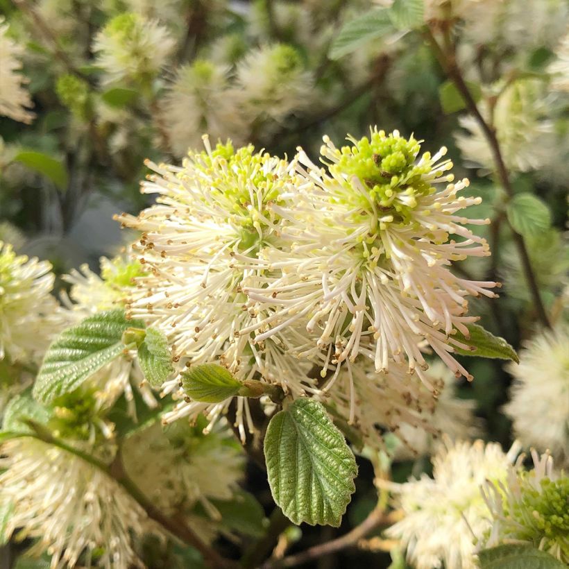 Fothergilla gardenii (Floraison)