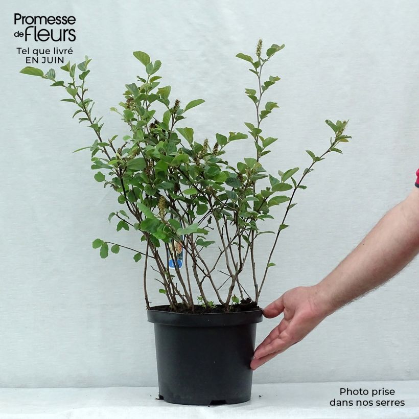 Spécimen de Fothergilla gardenii Pot de 3L/4L tel que livré en été