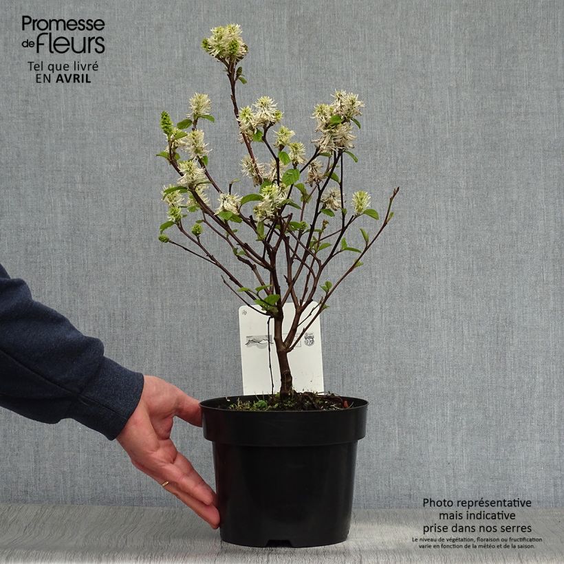 Spécimen de Fothergilla intermedia Blue Shadow tel que livré au printemps