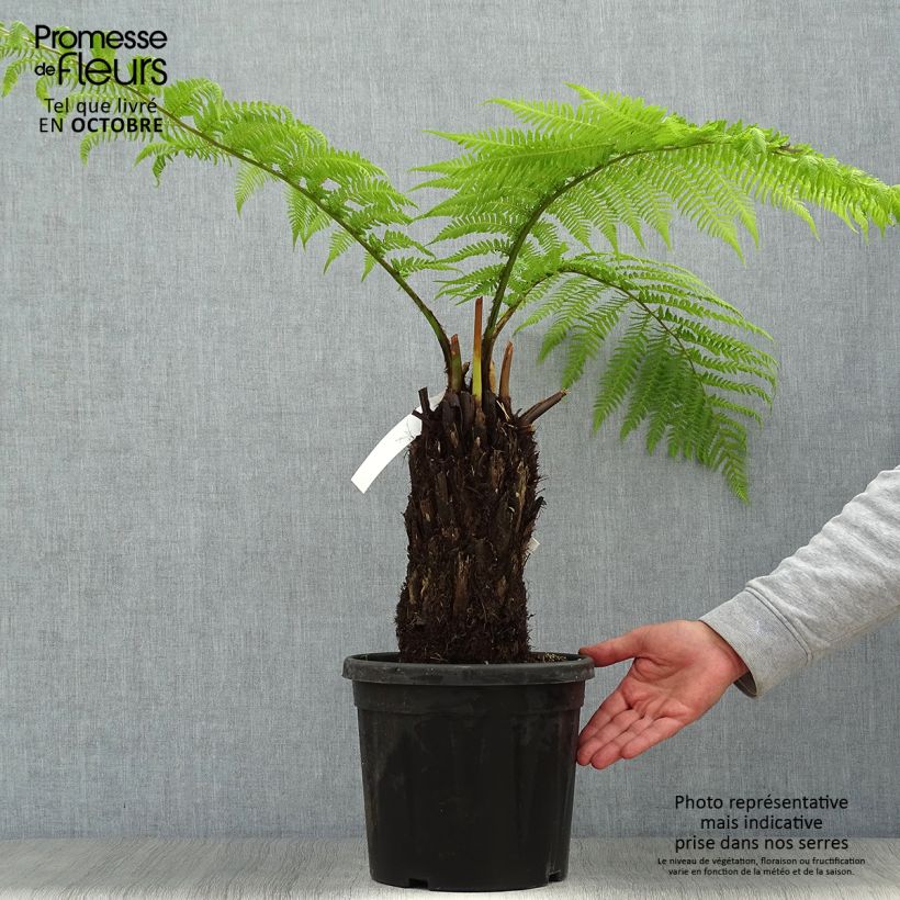 Spécimen de Fougère arborescente - Dicksonia antarctica Pot de 4L/5L, Hauteur de tronc (stipe) 20/30cm tel que livré en été