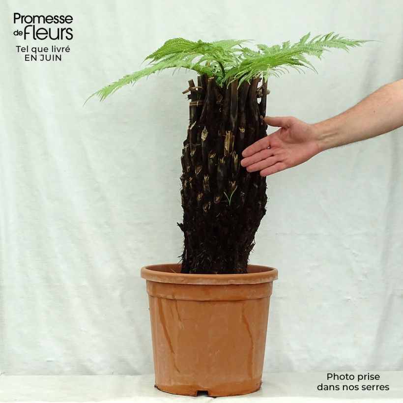 Spécimen de Fougère arborescente - Dicksonia antarctica Pot de 6L/7L, Hauteur de tronc (stipe) 40/50 tel que livré en été