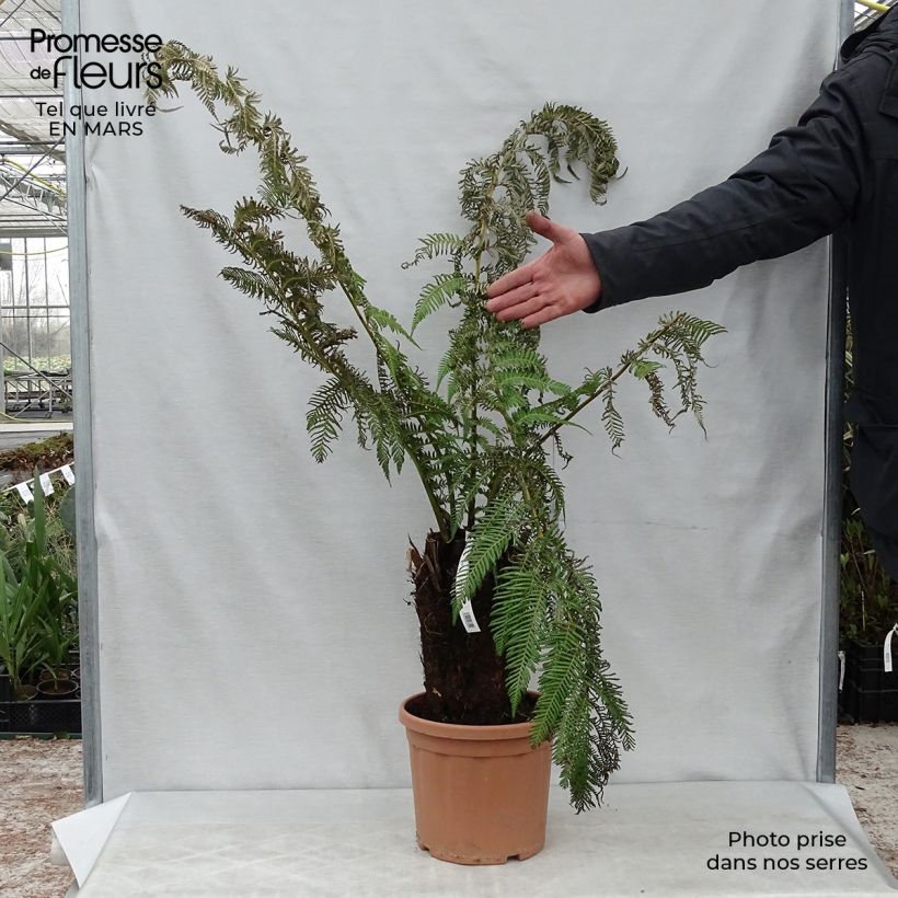 Spécimen de Fougère arborescente - Dicksonia antarctica tel que livré au printemps