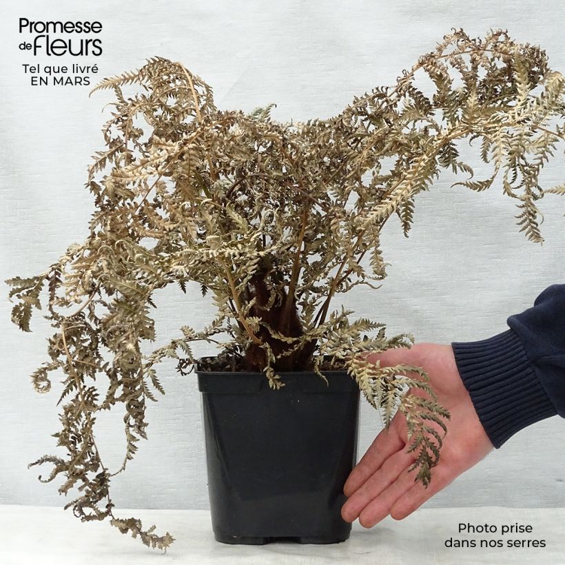 Spécimen de Fougère arborescente - Dicksonia fibrosa Pot de 3L/4L tel que livré au printemps