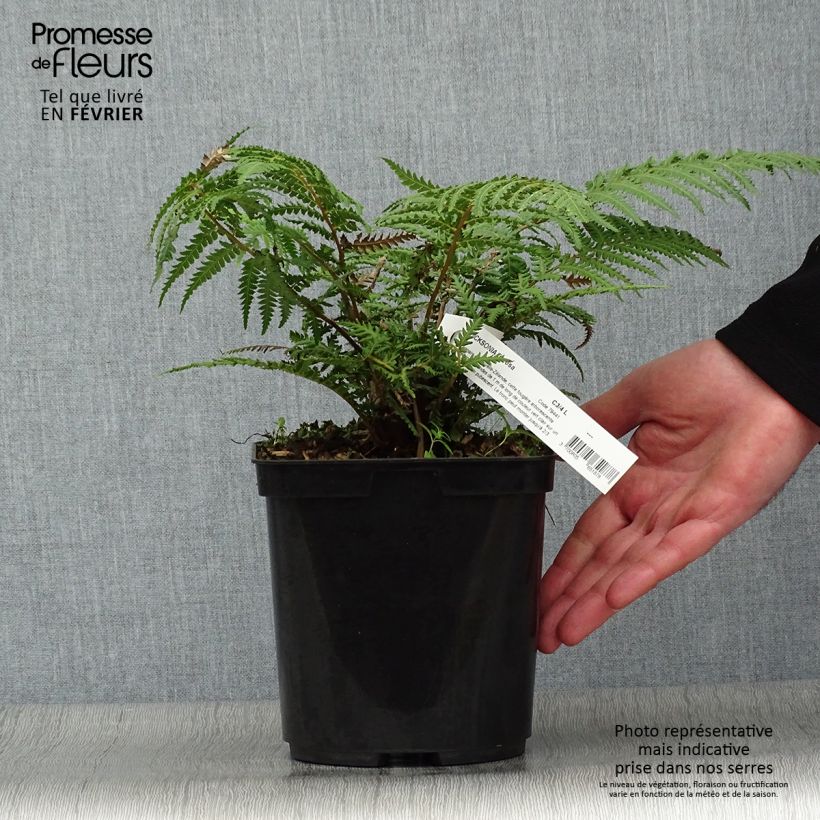 Spécimen de Fougère arborescente - Dicksonia fibrosa tel que livré en hiver