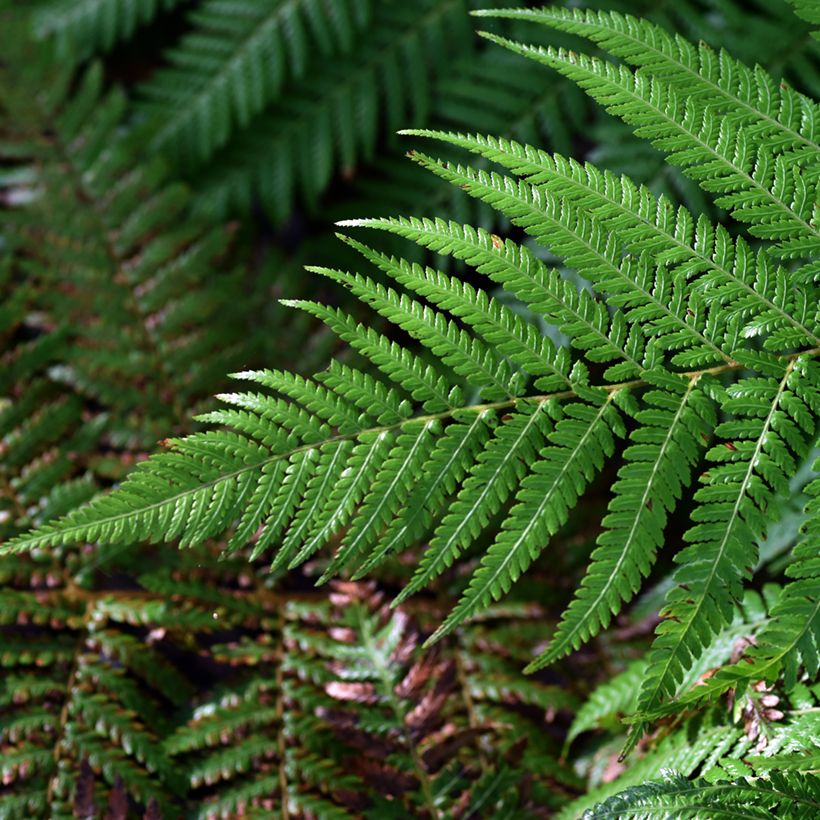 Fougère arborescente - Dicksonia fibrosa (Feuillage)