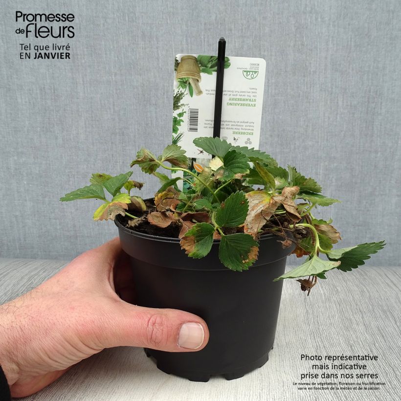 Spécimen de Fragaria Pink Marathon (remontant) - Fraise des bois Pot de 1,5L/2L tel que livré en hiver