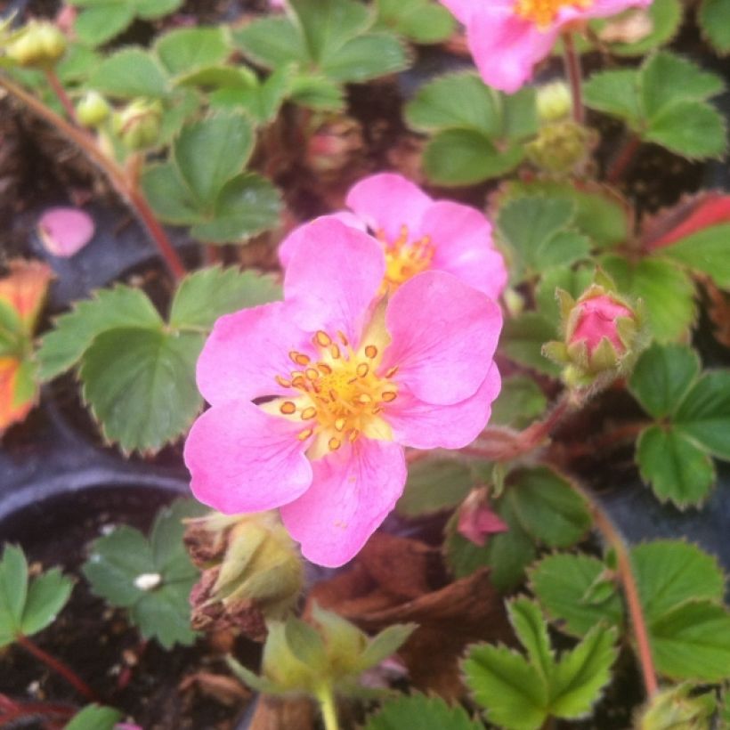 Fraisier rose - Fragaria Pink Panda (Port)