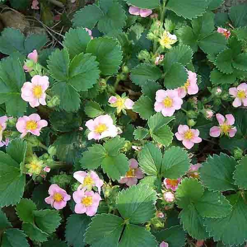 Fraisier rose - Fragaria Pink Panda (Floraison)