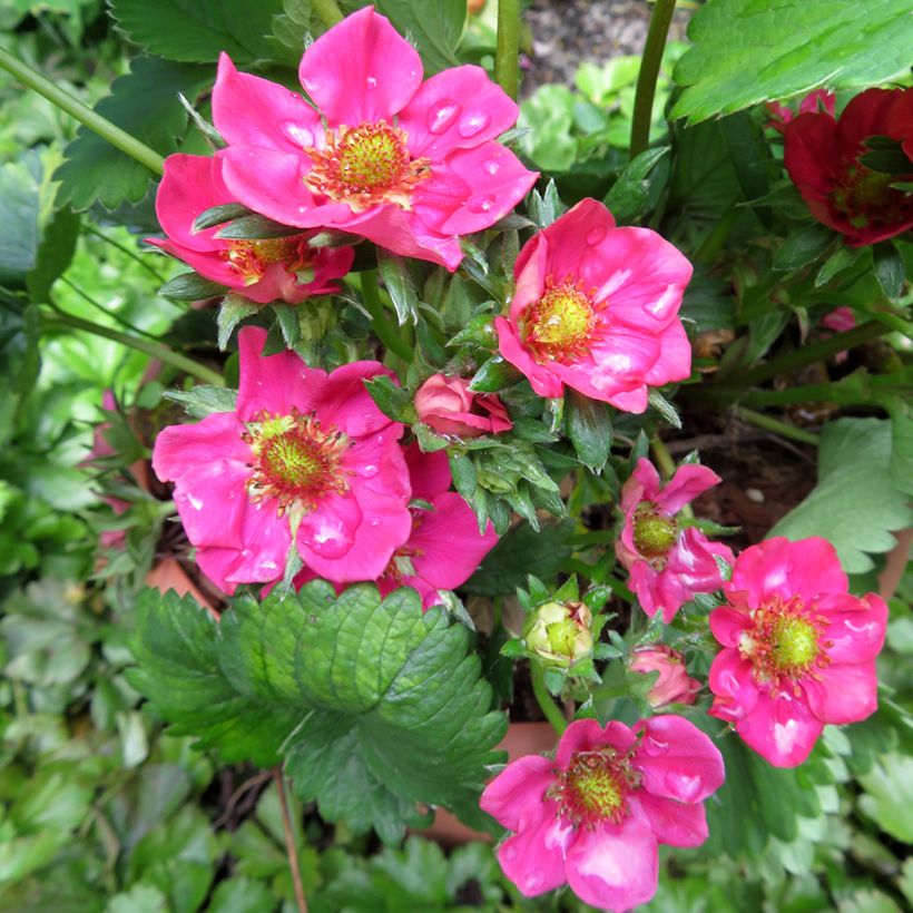 Fraisier Strawberry Ice (remontant) à fleurs roses (Floraison)