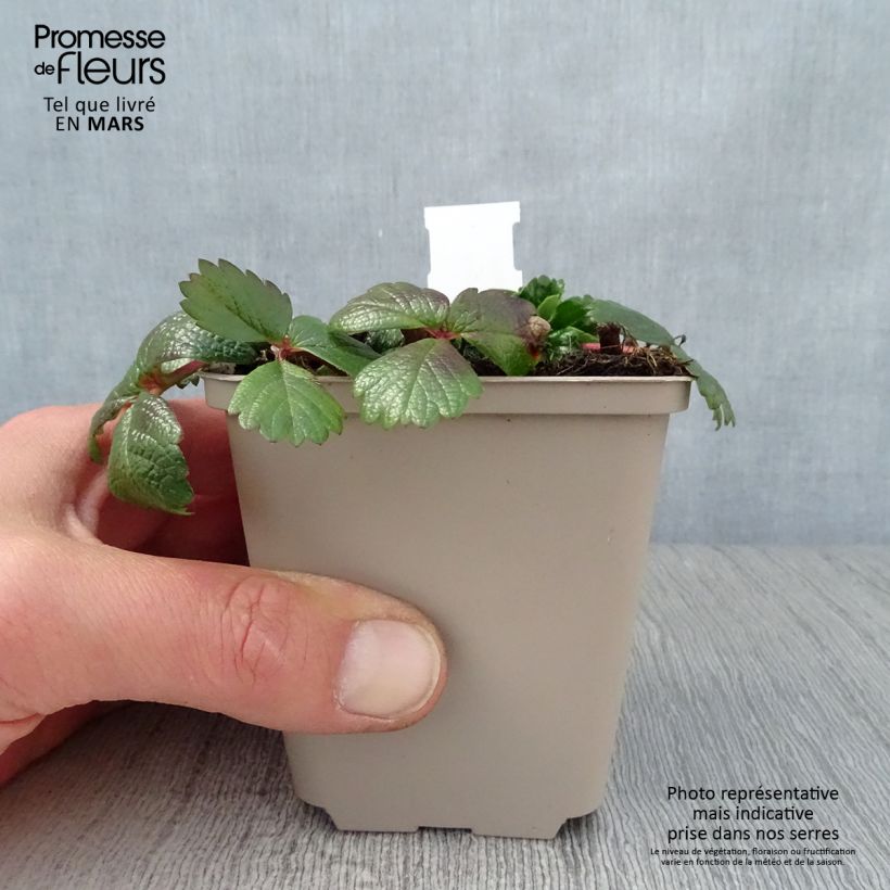 Spécimen de Fragaria chiloensis - Fraise du Chili Godet de 9cm tel que livré au printemps