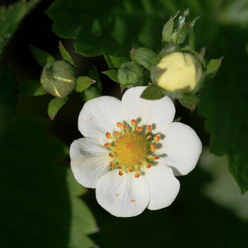 Fraisier abricot - Fragaria rubicolia Mont Omei (Floraison)