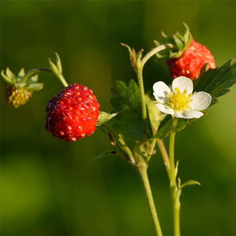 Fraisier abricot - Fragaria rubicolia Mont Omei (Récolte)