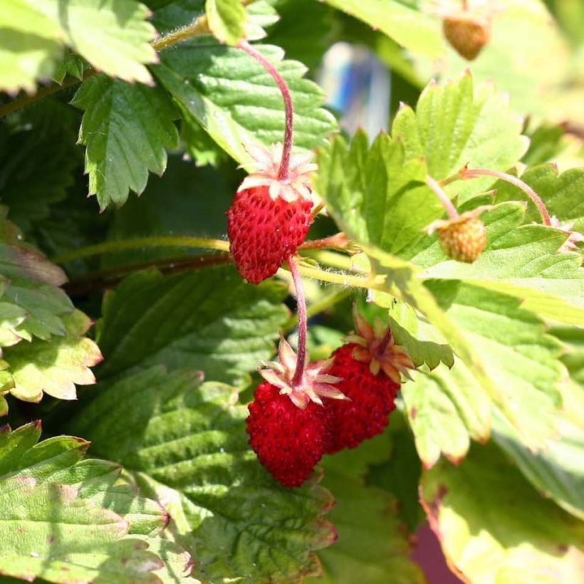 Fragaria vesca Alexandria - fraisier des bois (Récolte)