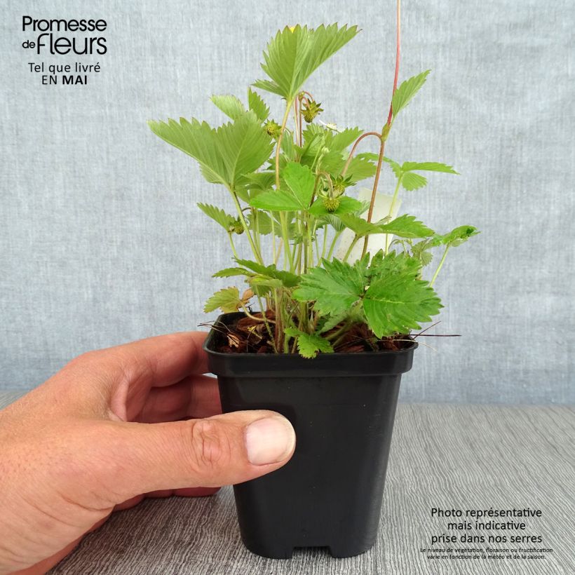 Spécimen de Fragaria vesca - fraisier des bois Godet de 9cm tel que livré au printemps