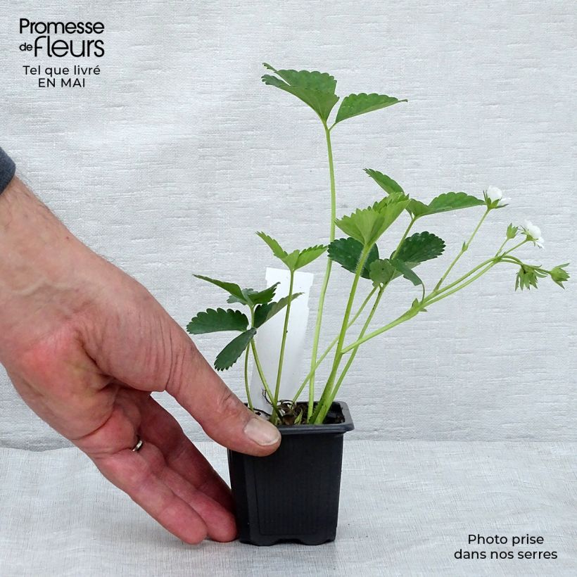 Spécimen de Fraisier Anaïs (remontant) en godet de 7cm Godet de 7cm tel que livré au printemps
