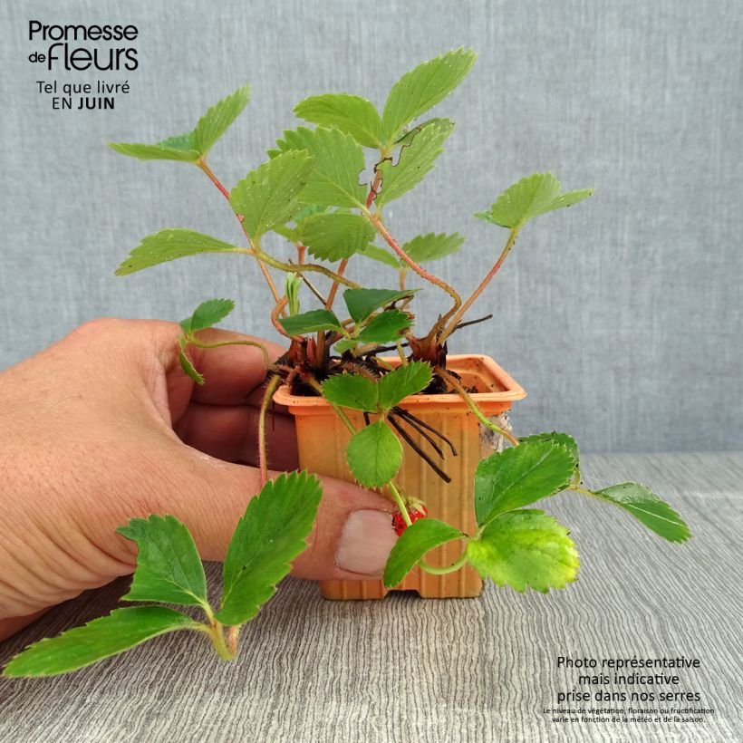Spécimen de Fraisier Cirafine (remontant)  Godet de 7/8 cm tel que livré en été