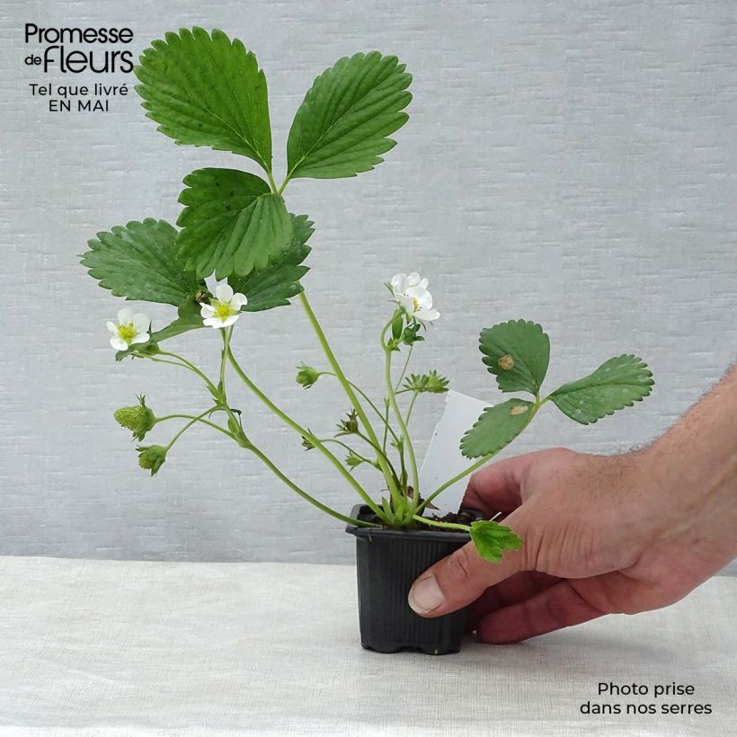 Spécimen de Fraisier Cirafine (remontant) en godet de 7cm Godet de 7cm tel que livré au printemps