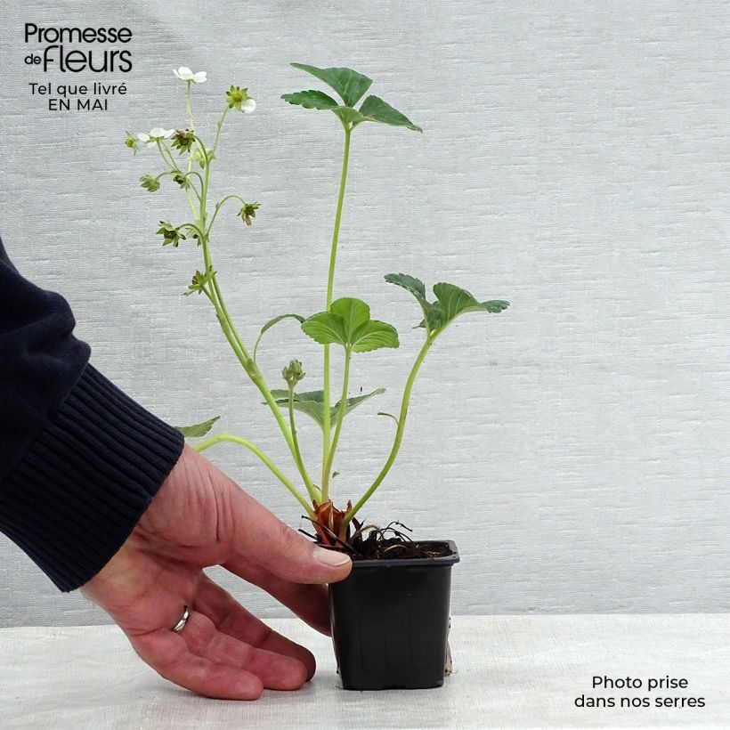 Spécimen de Fraisier Framberry (non remontant) Pot de 12cm tel que livré au printemps