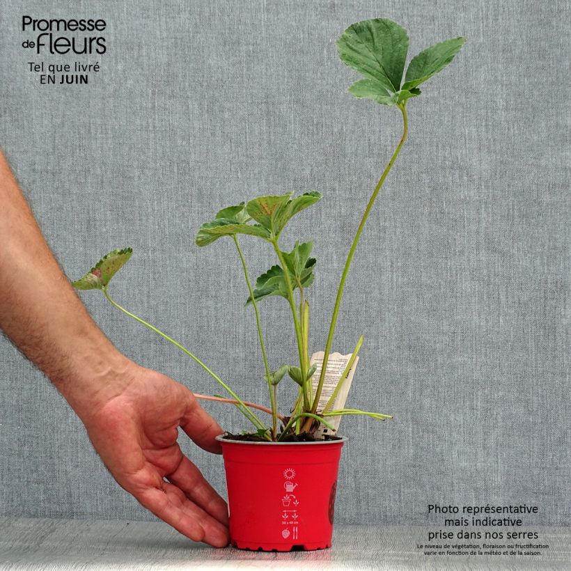 Spécimen de Fraisier Framberry (non remontant) Pot de 12 cm / 13 cm tel que livré en été
