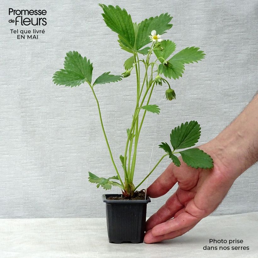 Spécimen de Fraisier Gariguette (non remontant ) Godet de 7/8 cm tel que livré au printemps