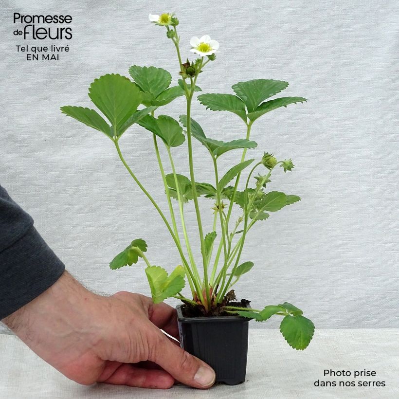 Spécimen de Fraisier Gento (remontant) Godet de 7cm tel que livré au printemps