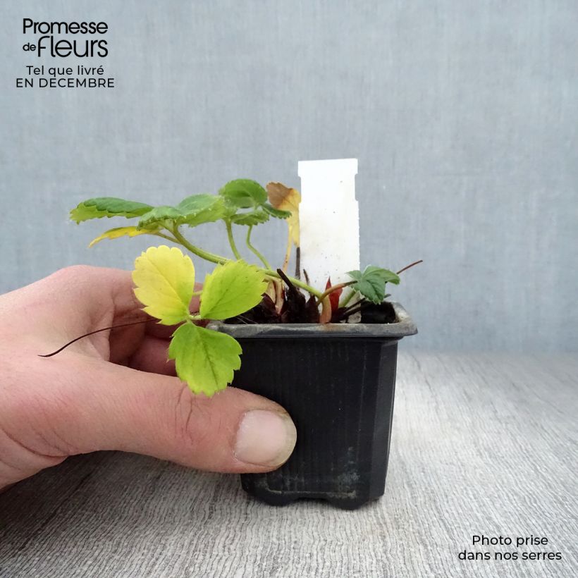 Spécimen de Fraisier Gento (remontant) Godet de 7/8 cm tel que livré en hiver