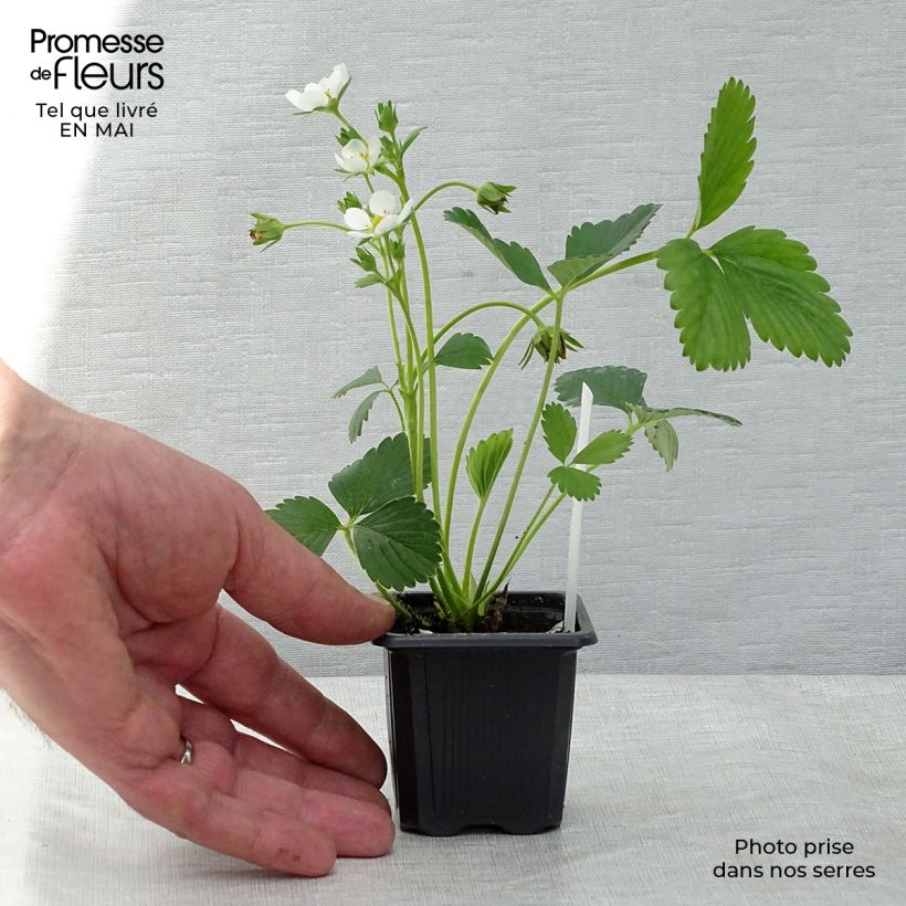 Spécimen de Fraisier Mara des Bois (remontant) en plants Godet de 7/8 cm tel que livré au printemps