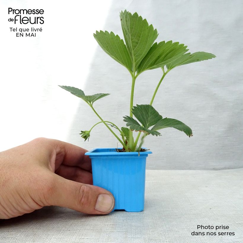 Spécimen de Fraisier Mariguette (remontant) en plants Godet de 7/8 cm tel que livré au printemps