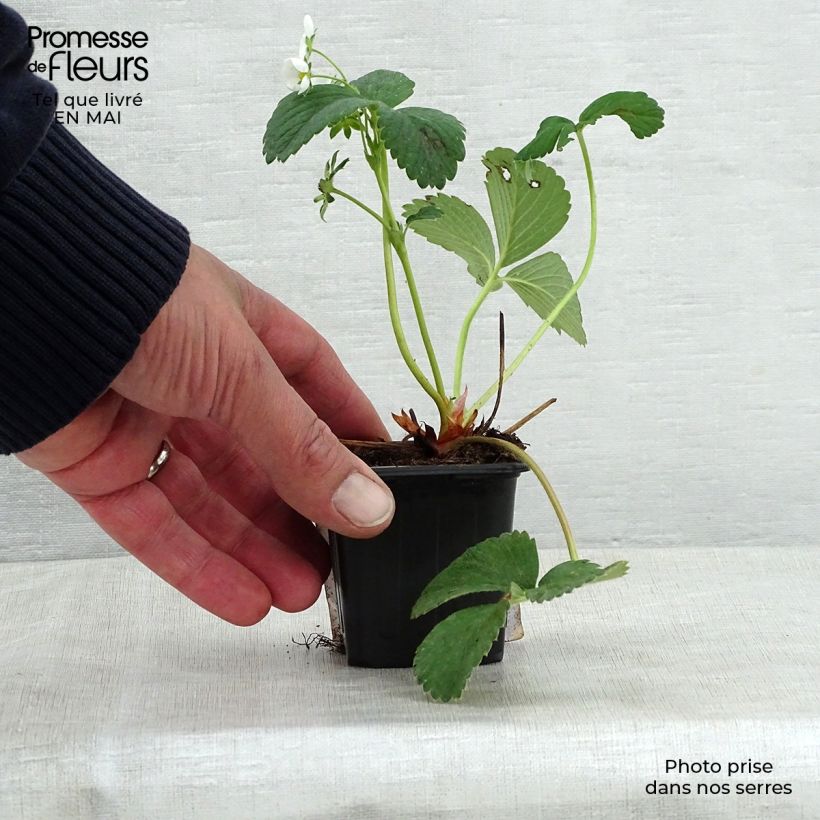 Spécimen de Fraisier White Pineberry godet de 8/9cm tel que livré au printemps