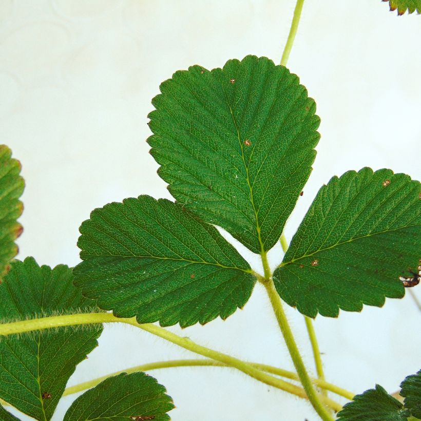 Fraisier abricot - Fragaria rubicolia Mont Omei (Feuillage)