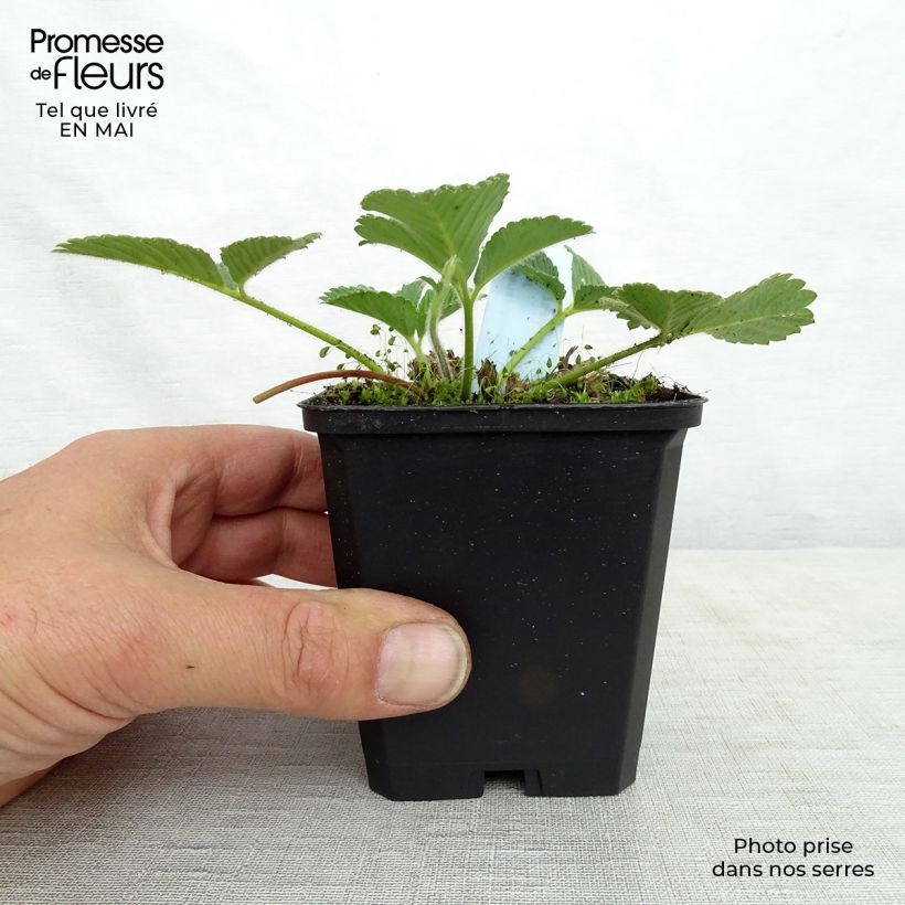 Spécimen de Fraisier abricot - Fragaria rubicolia Mont Omei Godet de 9cm tel que livré au printemps