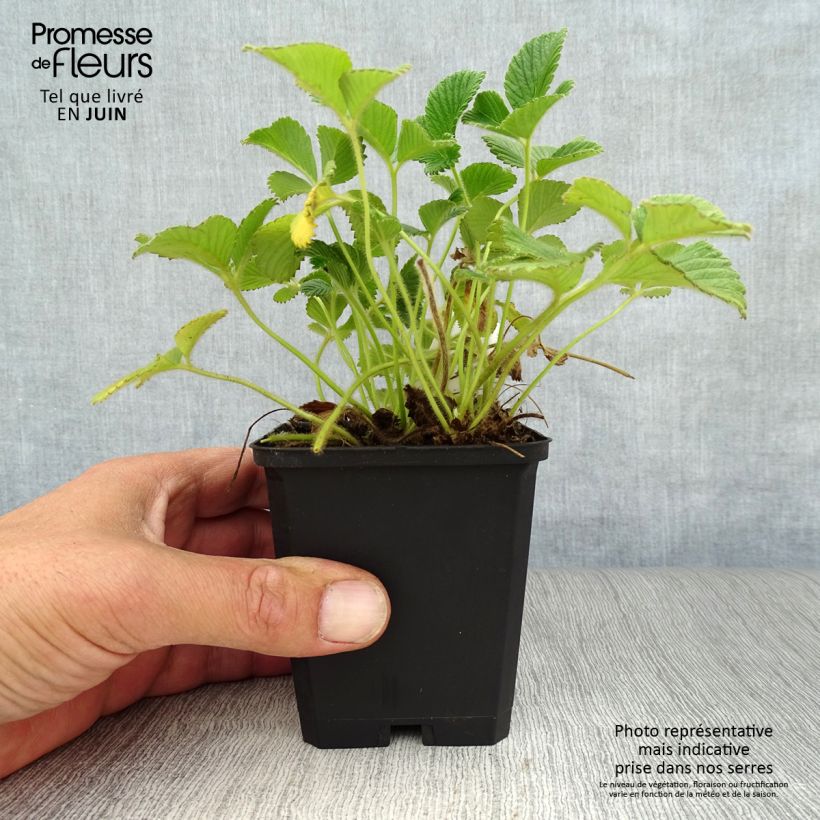 Spécimen de Fraisier abricot - Fragaria rubicolia Mont Omei Godet de 8/9 cm tel que livré en été