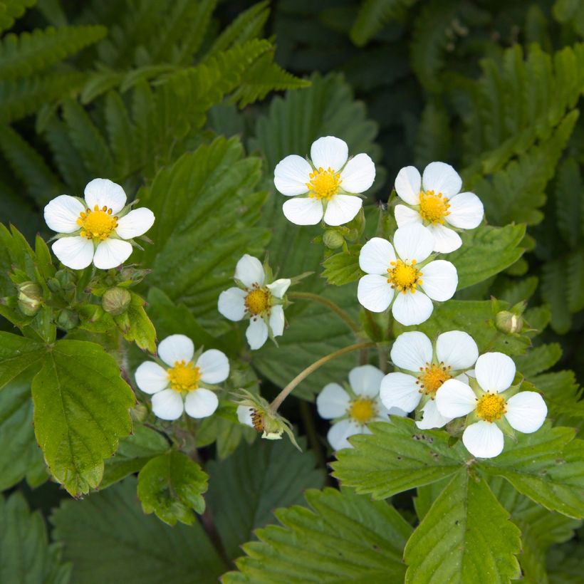 Fraisier des 4 saisons -  Fraise des bois (Floraison)