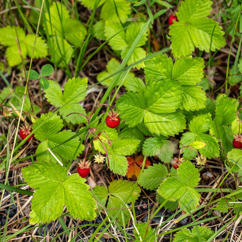 Fraisier des 4 saisons -  Fraise des bois (Port)