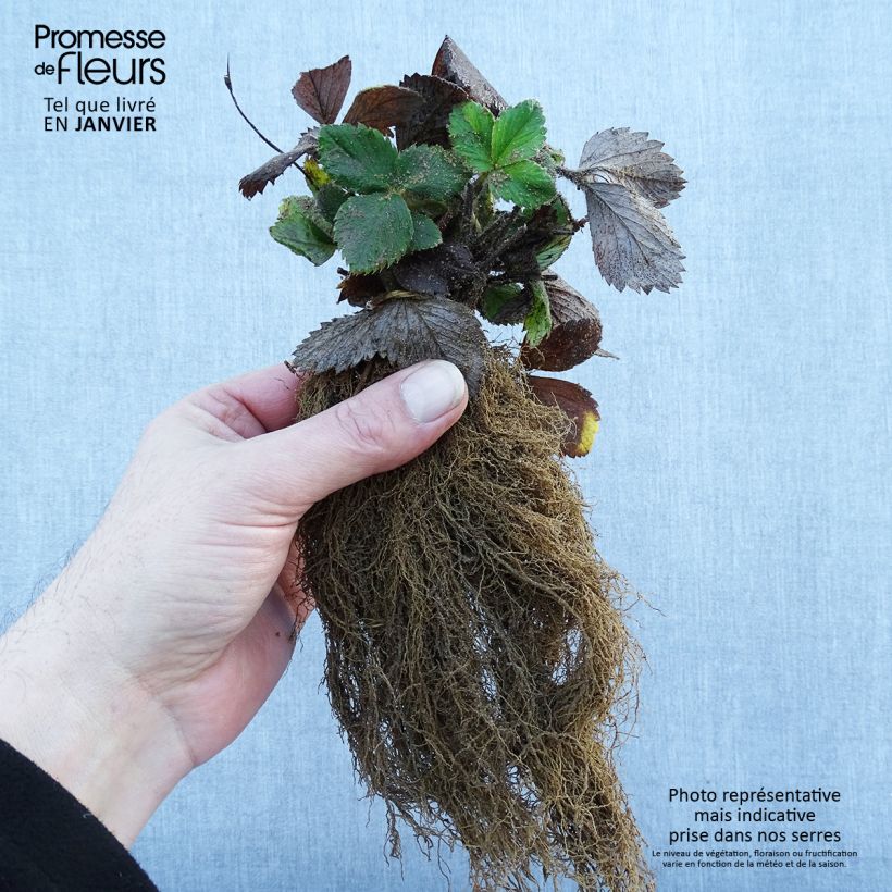 Spécimen de Fraisier grimpant Mount Everest en plants Petites Racines nues tel que livré en hiver