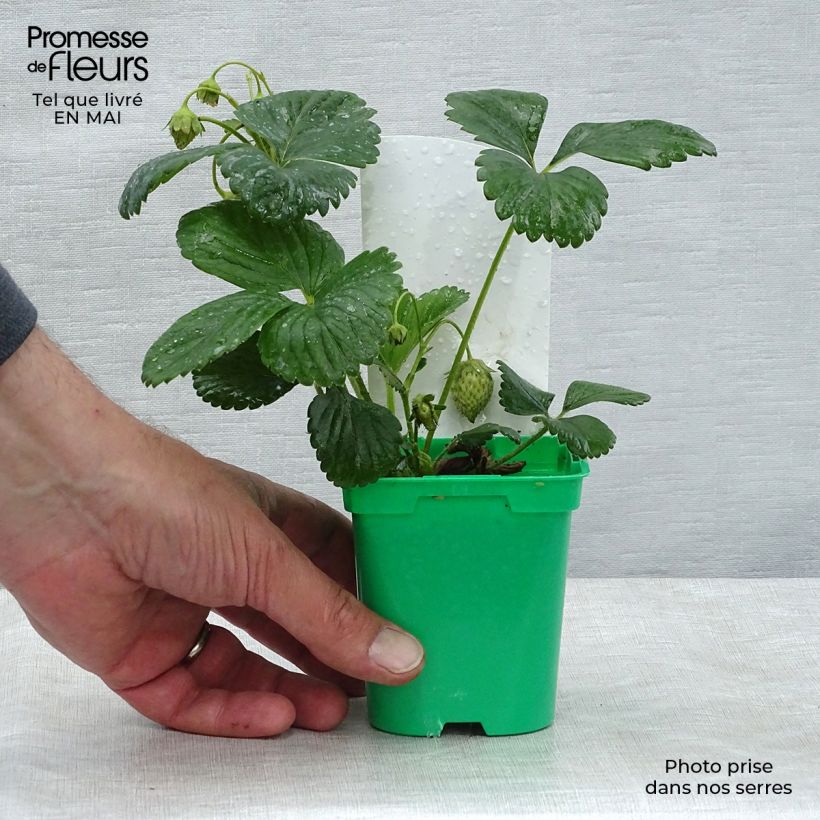 Spécimen de Fraisier grimpant Mount Everest en plants Pot de 10 cm/11cm tel que livré au printemps