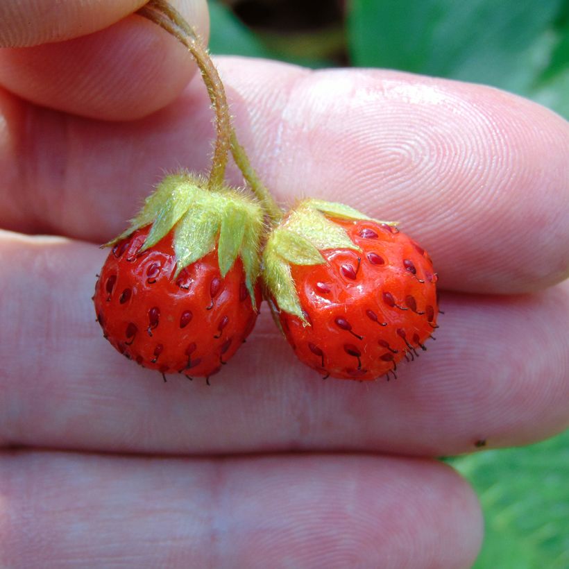 Fraisier rose - Fragaria Pink Panda (Récolte)