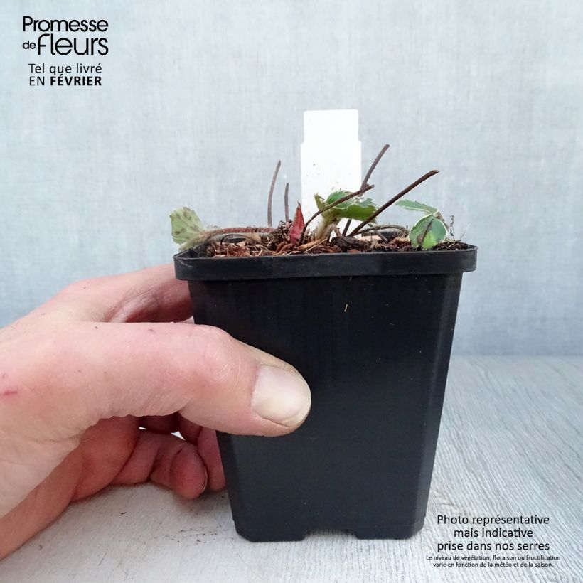 Spécimen de Fraisier rose - Fragaria Pink Panda tel que livré en hiver
