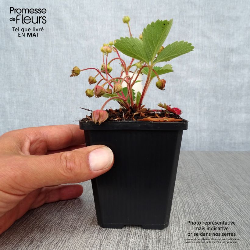Spécimen de Fraisier rose - Fragaria Pink Panda Godet de 9cm tel que livré au printemps