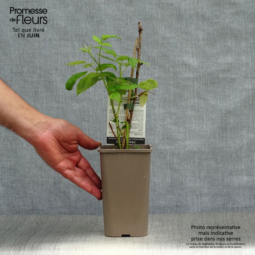 Spécimen de Framboisier Aroma Queen (remontant) Pot de 1,5L/2L, Touffe tel que livré en été