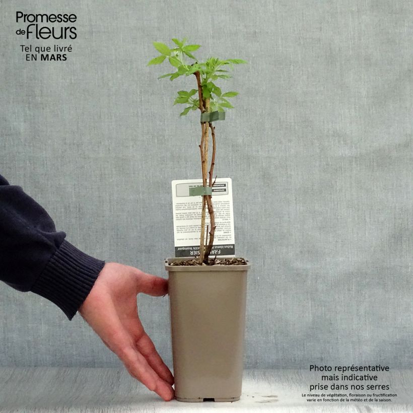 Spécimen de Framboisier Aroma Queen (remontant) Pot de 1,5L/2L tel que livré au printemps