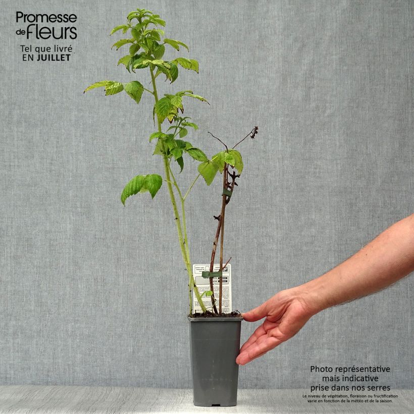 Spécimen de Framboisier Autumn Amber (remontant) Pot de 1,5L/2L, Touffe tel que livré en été