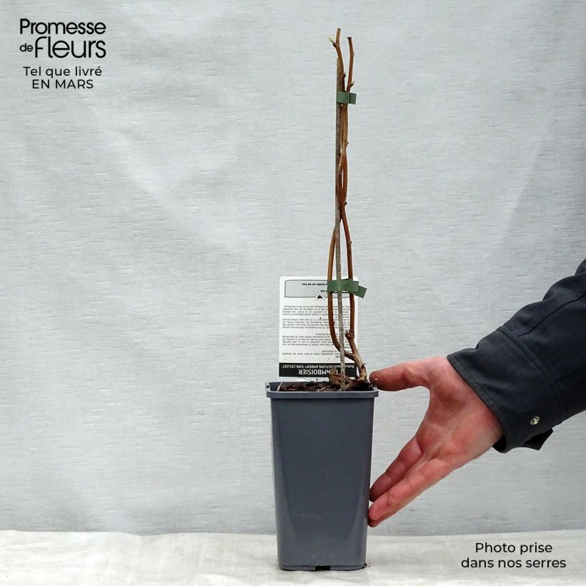 Spécimen de Framboisier Autumn Amber (remontant) Pot de 1,5L tel que livré au printemps