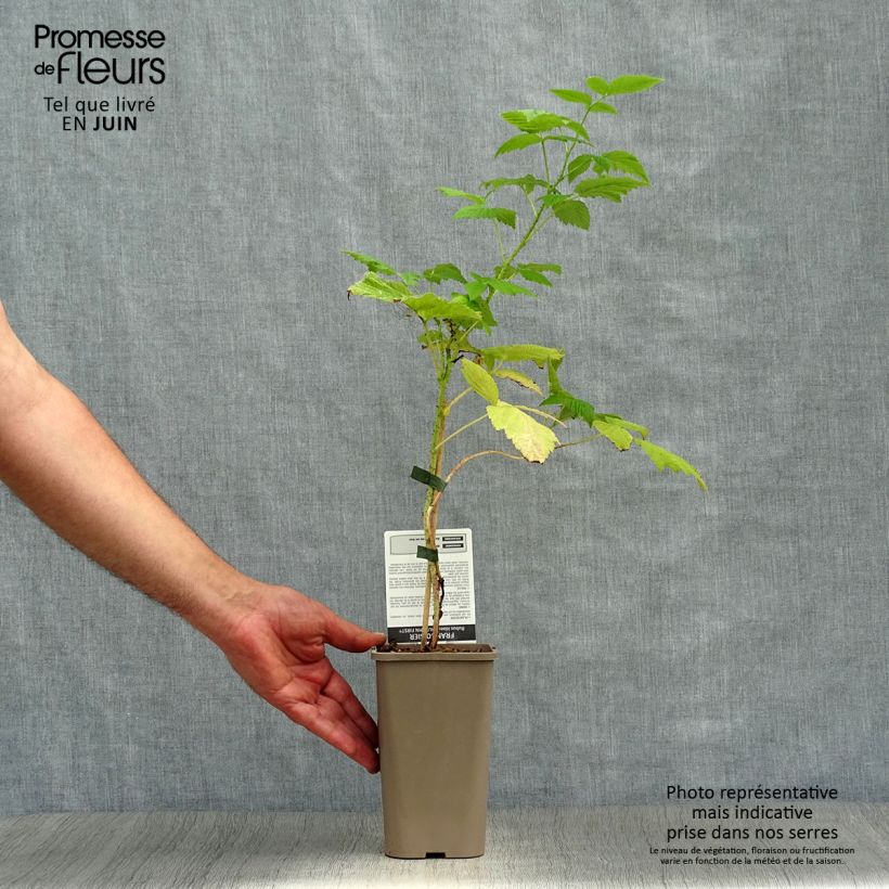 Spécimen de Framboisier Autumn First (remontant ) Pot de 1,5L/2L, Touffe tel que livré en été
