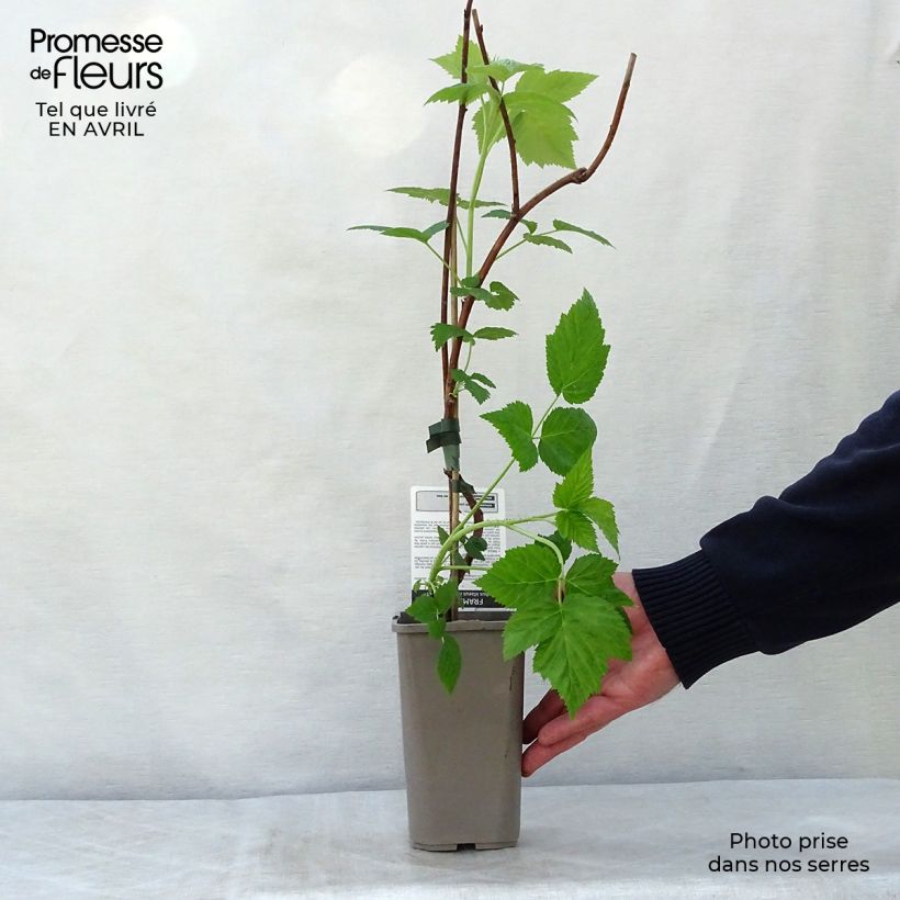 Spécimen de Framboisier Autumn First (remontant ) Pot de 1,5L tel que livré au printemps
