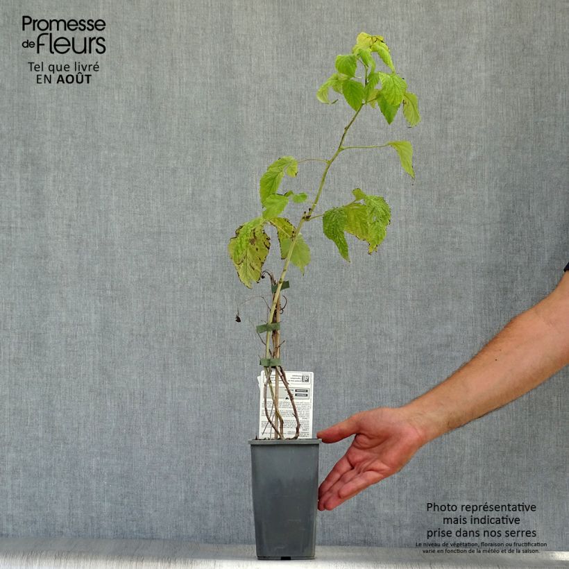 Spécimen de Framboisier Autumn Happy Malling Happy (remontant) Bio Pot de 1,5L/2L, Buisson tel que livré en été