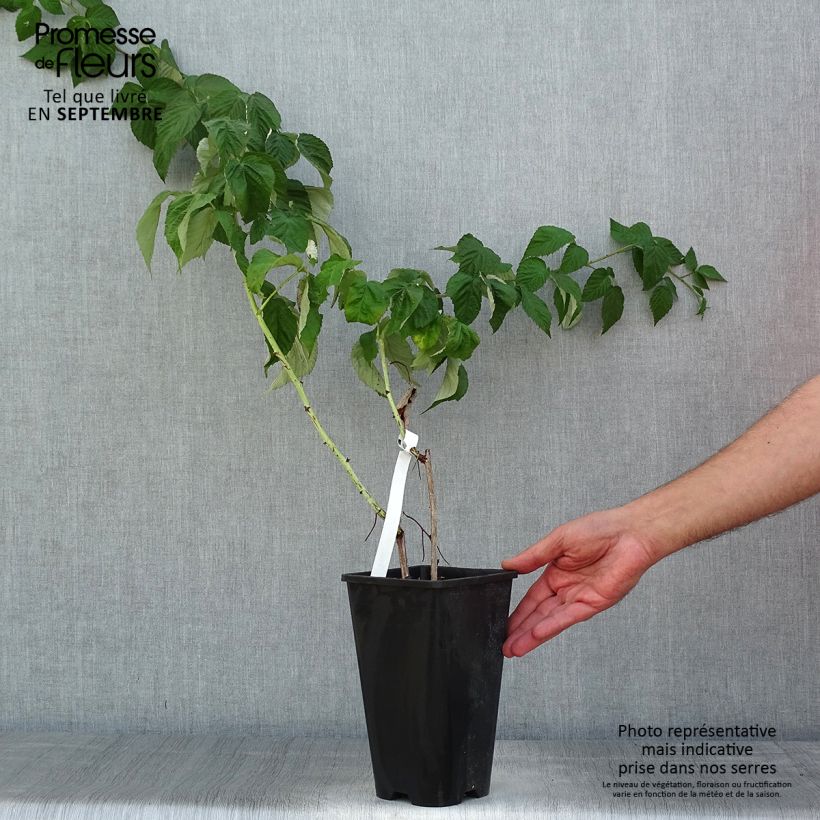 Spécimen de Framboisier Autumn Passion ® (remontant) - Rubus idaeus Pot de 2L/3L, Touffe tel que livré en été