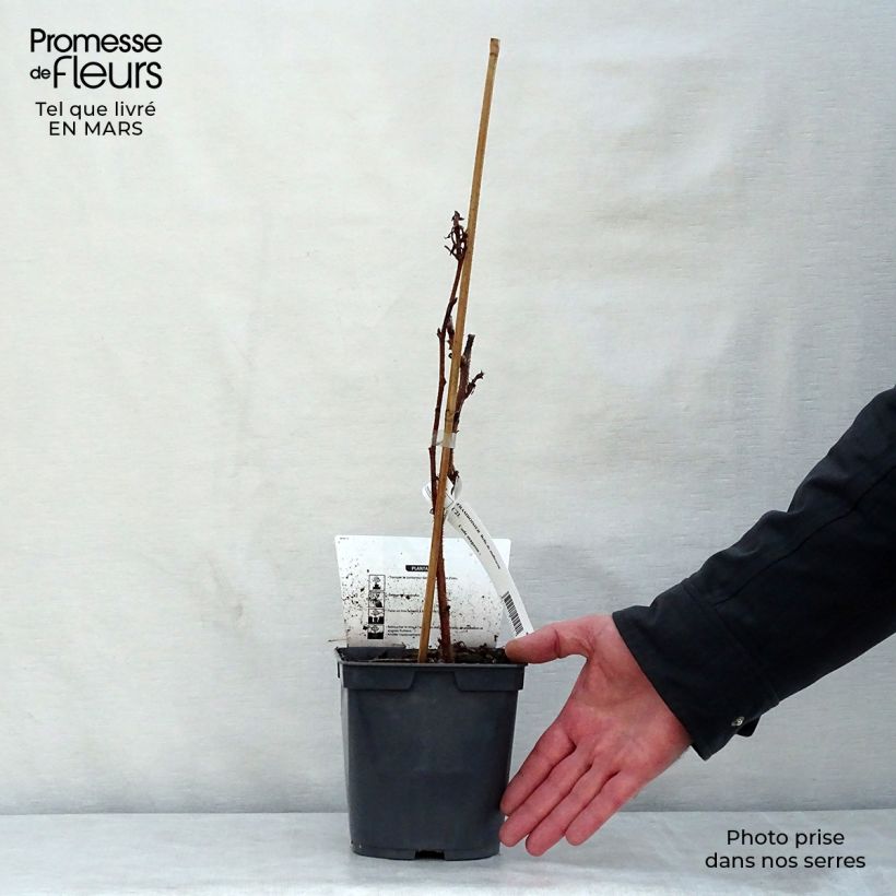 Spécimen de Framboisier Belle de Malicorne - Georges Delbard Pot de 2L/3L tel que livré au printemps