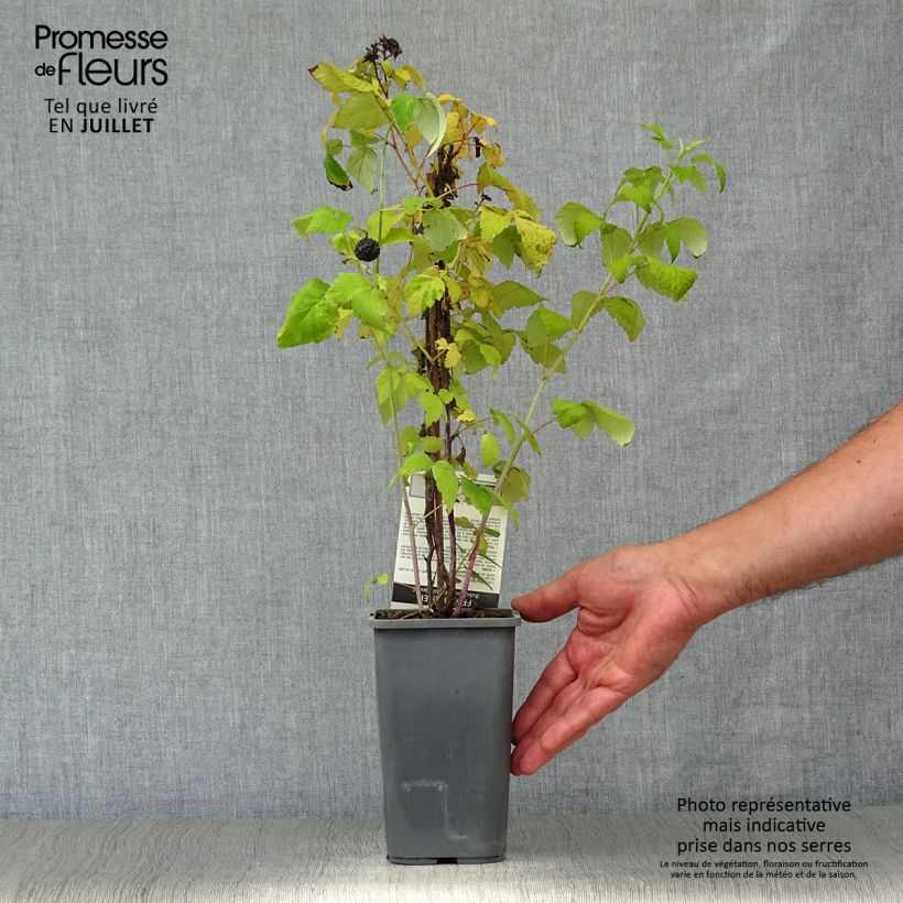 Spécimen de Framboisier Black Jewel - Rubus occidentalis Pot de 1,5L/2L, Touffe tel que livré en été